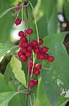 Schisandra chinensis 2.jpg