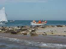  seals on sea-washed sand