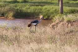 Shaba Kenya Bird1.jpg