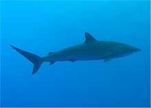 Underwater side view of a streamlined olive shark with a pointed snout and a small dorsal fin against blue water