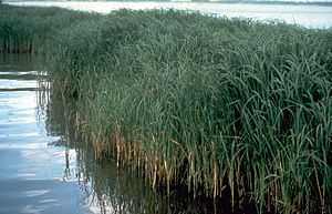 High, reedlike plants standing in water