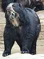 Spectacled Bear 059.jpg