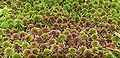 Sphagnum capillifolium 131007.jpg