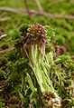 Sphagnum capillifolium 131007a.jpg