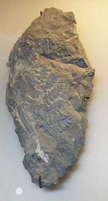 Fossilized fern-like leaf strucutre