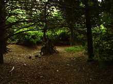 Image of trees within a wooded area.