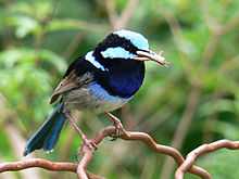 closeup of a small long-tailed vivid pale blue and black bird holding a grasshopper in its mouth and perched on a wire fence