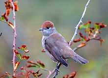 A grey bird with a brown cap