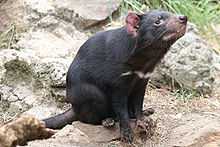 A Tasmanian devil with a horizontal white stripe below its neck is sitting on some rocks and pointing its neck 45 degrees above horizontal.