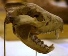 A skull suspended from the rear on a thin post, shown in profile, with the jaw open at around 45 degrees, showing large canines and a large bone joint for the jaw. More bones can be seen in the background.