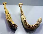 Replica of Tautavel mandibles XIII