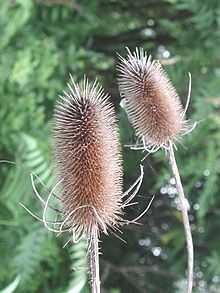 Wild Teasel: dried head