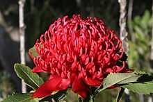 A red dome-shaped flowerhead made up of hundreds of red flowers in late afternoon sun in bushland