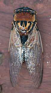 Photograph from above of a sandy cicada carcass