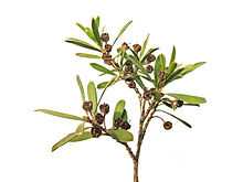 Ti-tree sprig2.jpg