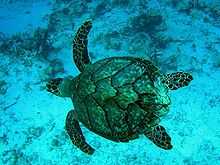 Photo from above of swimming turtle, with four outstretched flippers and faceted shell