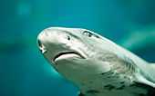 Close-up of the head of a leopard shark from the underside, showing a mouth with many small teeth and furrows at the corners