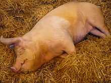 A Large White sow in France