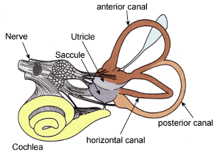 A diagram of the vestibular system anatomy.