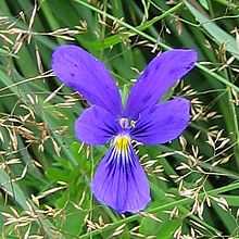 Viola guestphalica