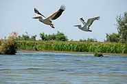 Great White Pelicans danube