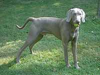 Weimaraner Amigo.jpg