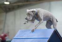 Weimaraner agility A-frame.jpg