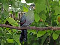 White-cheeked Turaco RWD2.jpg