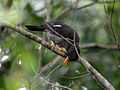 White-chinned Thrush RWD3.jpg