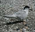 White-fronted Tern miranda05.JPG