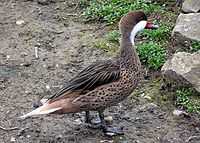 White.cheeked.pintail.750pix.jpg