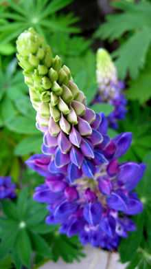 Young Lupinus perennis.JPG