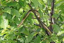 Photograph of a long, slender snake in a tree