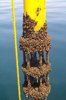 Zebra mussels on manmade structure