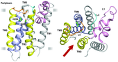 A ribbon diagram of a rhomboid crystal structure