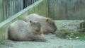 File:Capybara Ueno Zoo 2009.ogv