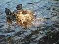 File:Eurasian Coot (Fulica atra) parents with five chicks.ogv