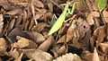 File:Giant Asian Mantis (Hierodula patellifera).webm