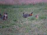 File:Greater Prairie Chicken - males displaying to a female 700.theora.ogv
