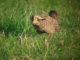 File:Greater Prairie Chicken -male displaying and spinning.theora.ogv
