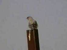  A pale crag martin preens its feathers while perching on a wooden post