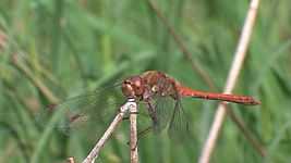 File:Sympetrum striolatum - male - 2012-10-15.ogv