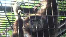 Video showing a lar gibbon monkey holding on to cage bars