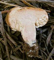Two round, closed, orange mushrooms placed on a rock, one of them cut in half, exposing convoluted gills that exude some latex