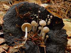 A population of small, cream-coloured, gilled mushrooms growing on a black, old and partly degraded bigger mushroom