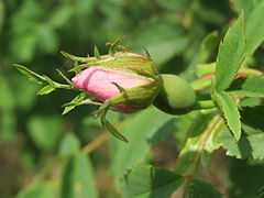 20140426Rosa canina14.jpg