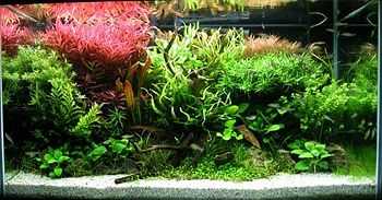 Photo showing a tank filled with water and multiple aquatic plants.