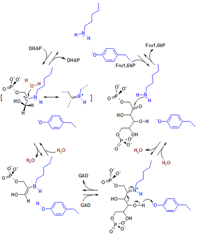  Reaction mechanism for aldol cleavage of fructose 1,6-bisphosphate