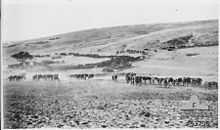 large columns of horses in an arid, hilly landscape
