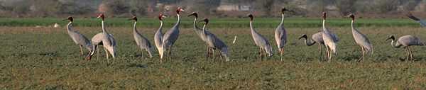 A flock of sarus cranes in a field in Gujarat